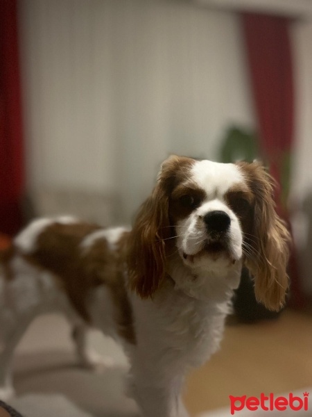 Cavalier King Charles Spanieli, Köpek  Odin fotoğrafı
