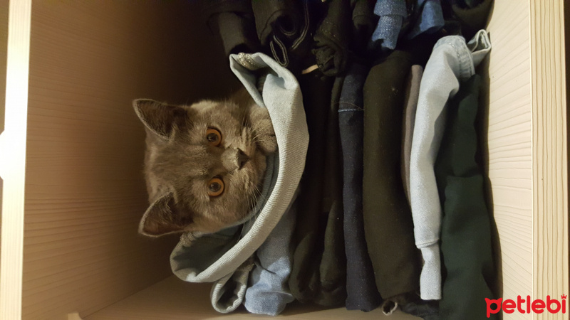 Scottish Fold, Kedi  Maze fotoğrafı