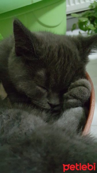 Scottish Fold, Kedi  Maze fotoğrafı