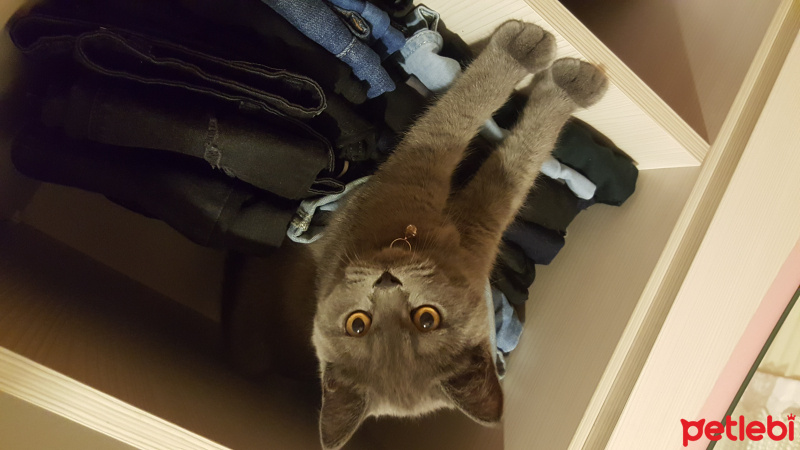 Scottish Fold, Kedi  Maze fotoğrafı