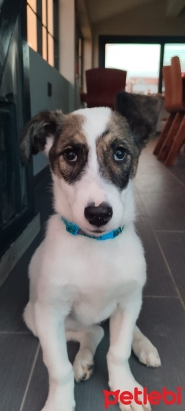 Jack Russell Terrier, Köpek  Molly fotoğrafı