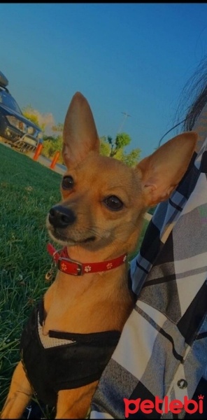 Minyatür Pinscher, Köpek  Kontes fotoğrafı