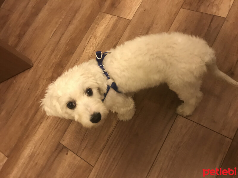 Maltese, Köpek  Puppy fotoğrafı