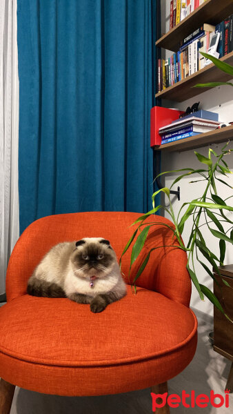 Scottish Fold, Kedi  eva fotoğrafı