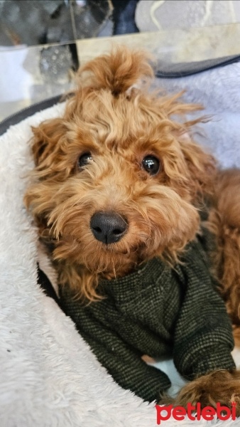 Poodle(Standart Kaniş), Köpek  BAMBAM fotoğrafı