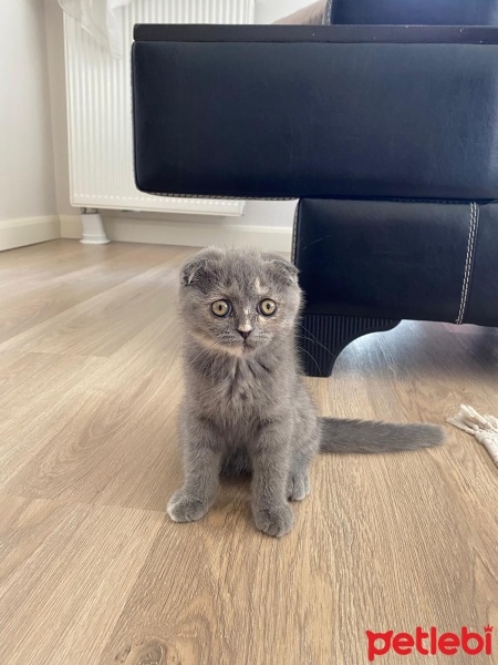 Scottish Fold, Kedi  Luna fotoğrafı