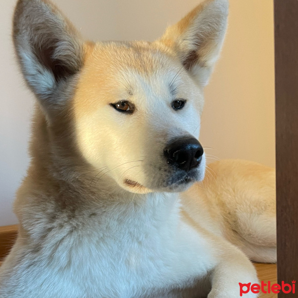 Akita İnu, Köpek  LUIS fotoğrafı