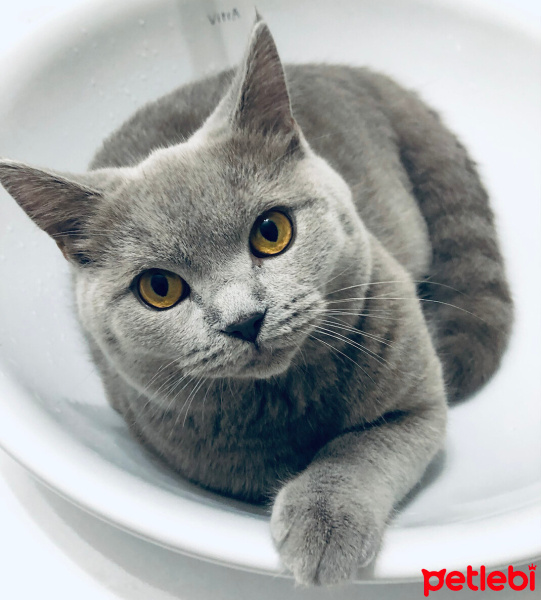 British Shorthair, Kedi  LUI fotoğrafı