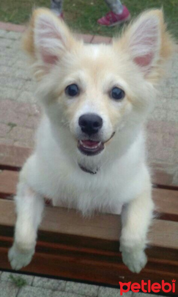 Pomeranyalı, Köpek  Badem fotoğrafı