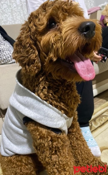 Poodle(Standart Kaniş), Köpek  Tafi fotoğrafı
