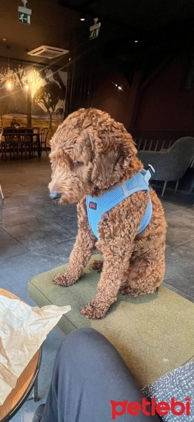 Poodle(Standart Kaniş), Köpek  Tafi fotoğrafı