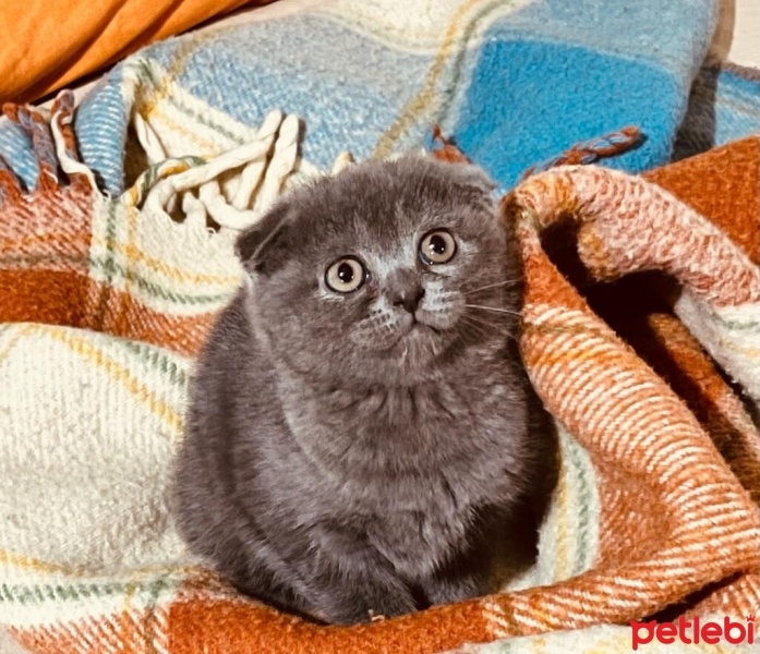 Scottish Fold, Kedi  Gece fotoğrafı