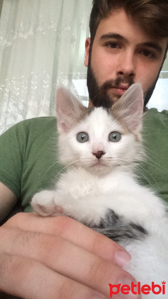 Tekir Kedi, Kedi  müzeyyen fotoğrafı