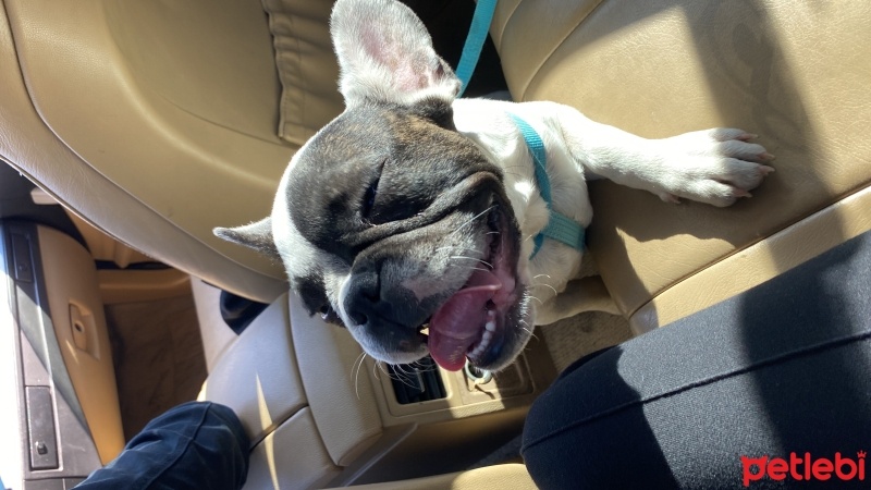 Fransız Bulldog, Köpek  Kral fotoğrafı