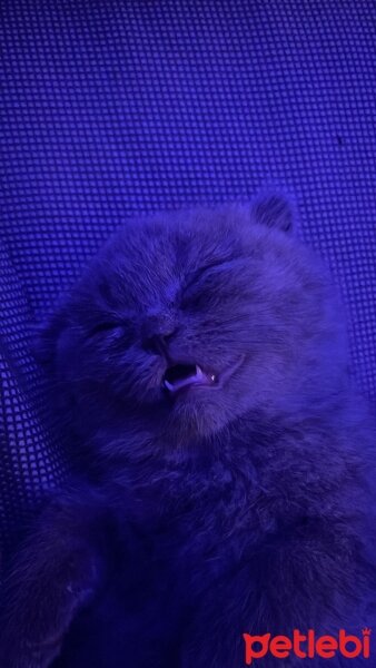 Scottish Fold, Kedi  MIA fotoğrafı