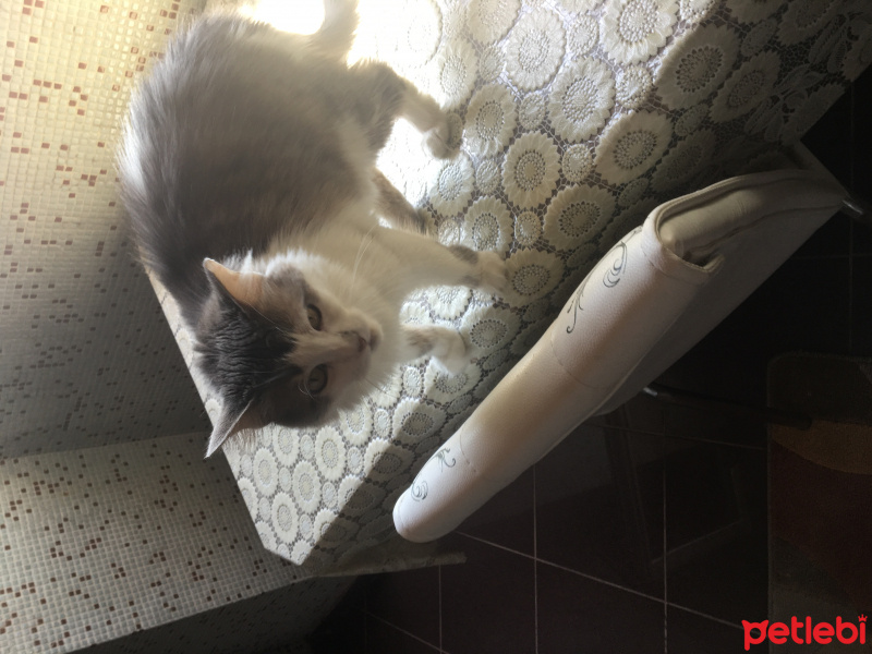 Tekir Kedi, Kedi  Pupulets fotoğrafı