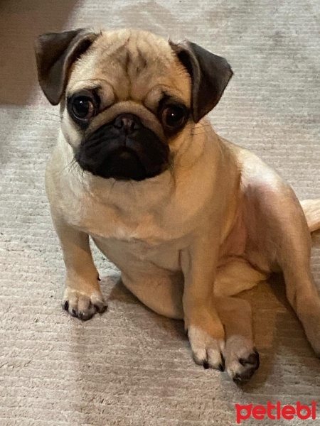 Pug, Köpek  Zeytin fotoğrafı