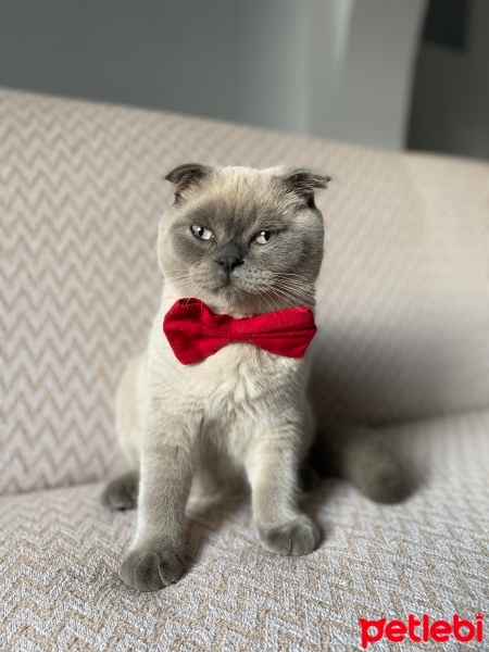 Scottish Fold, Kedi  Zeus fotoğrafı