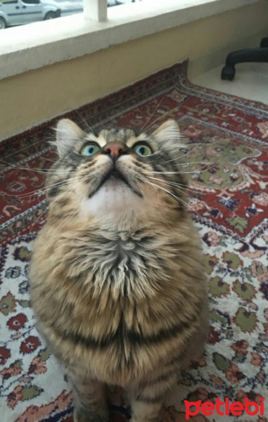 Tekir Kedi, Kedi  Deniz fotoğrafı