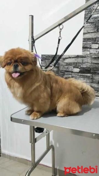 Pekingese, Köpek  Berlin fotoğrafı