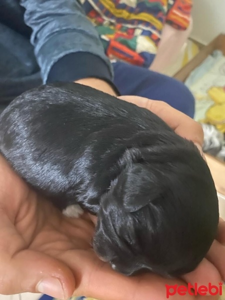 Tibet Terrieri, Köpek  Arya yuva arıyor fotoğrafı