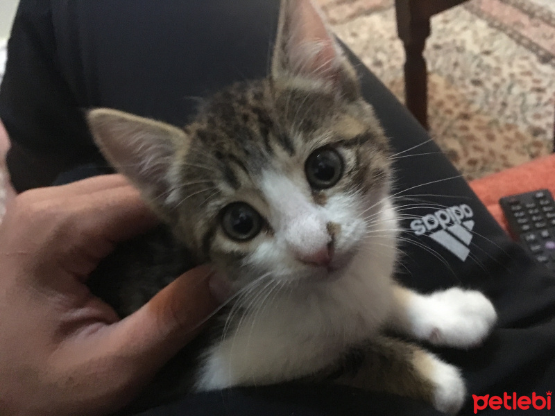 Tekir Kedi, Kedi  Mişa fotoğrafı