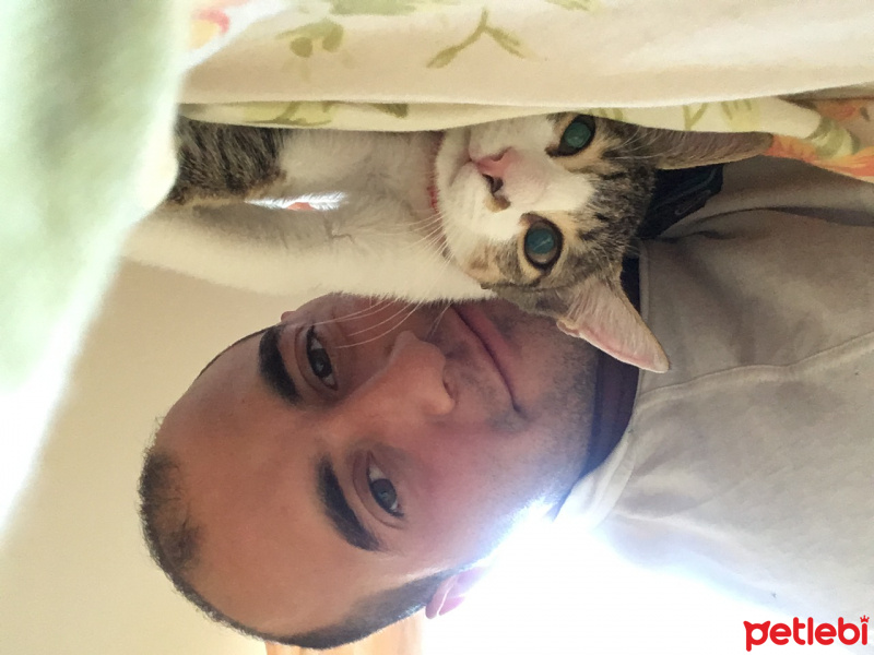Tekir Kedi, Kedi  Mişa fotoğrafı