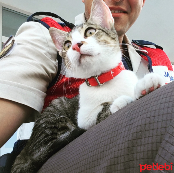 Tekir Kedi, Kedi  Mişa fotoğrafı