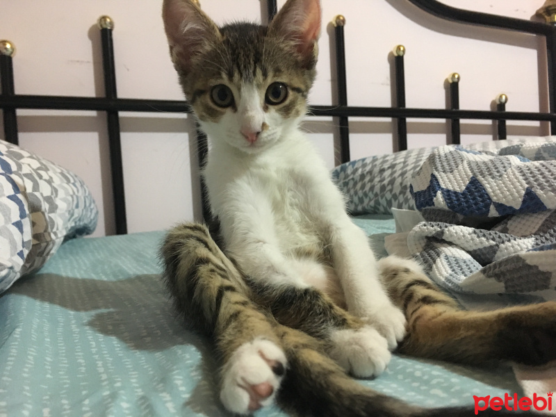 Tekir Kedi, Kedi  Mişa fotoğrafı