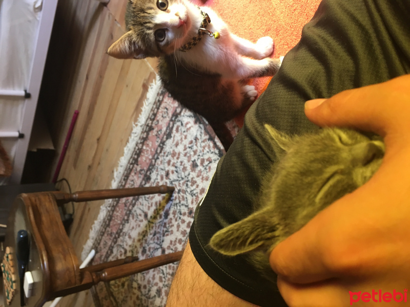 Tekir Kedi, Kedi  Mişa fotoğrafı