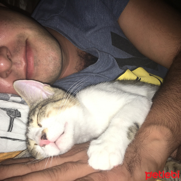 Tekir Kedi, Kedi  Mişa fotoğrafı