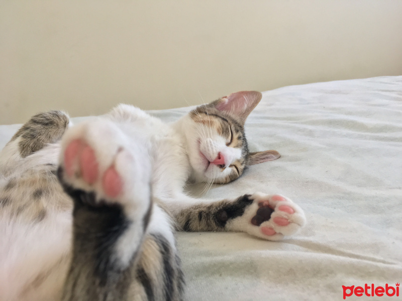 Tekir Kedi, Kedi  Mişa fotoğrafı