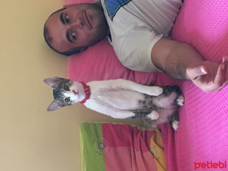 Tekir Kedi, Kedi  Mişa fotoğrafı