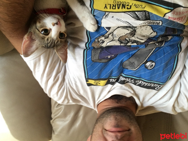 Tekir Kedi, Kedi  Mişa fotoğrafı