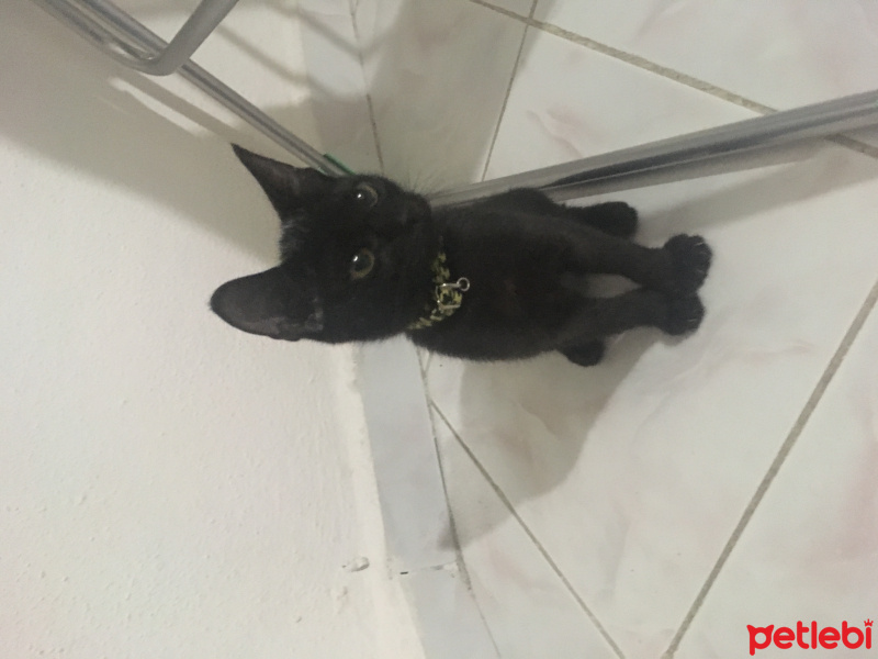 Tekir Kedi, Kedi  Zeytin fotoğrafı