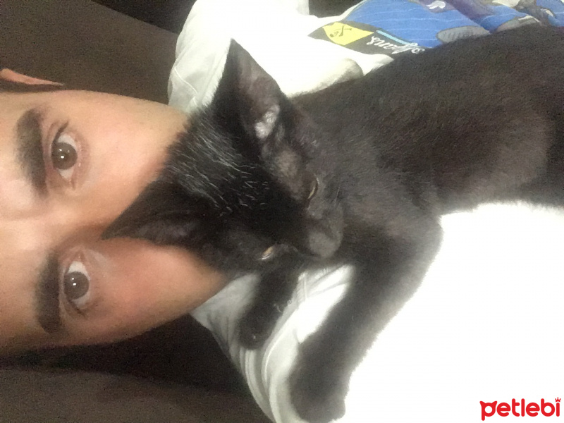 Tekir Kedi, Kedi  Zeytin fotoğrafı