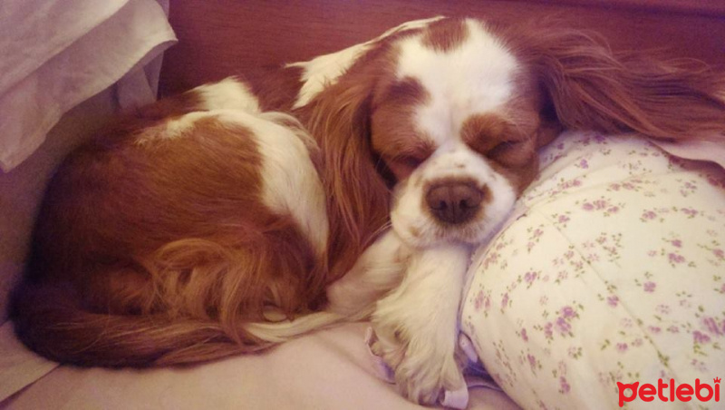 King Charles Spaniel, Köpek  Badem fotoğrafı