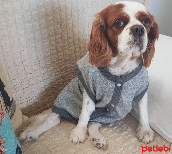 King Charles Spaniel, Köpek  Badem fotoğrafı