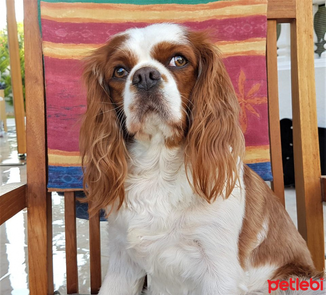 King Charles Spaniel, Köpek  Badem fotoğrafı