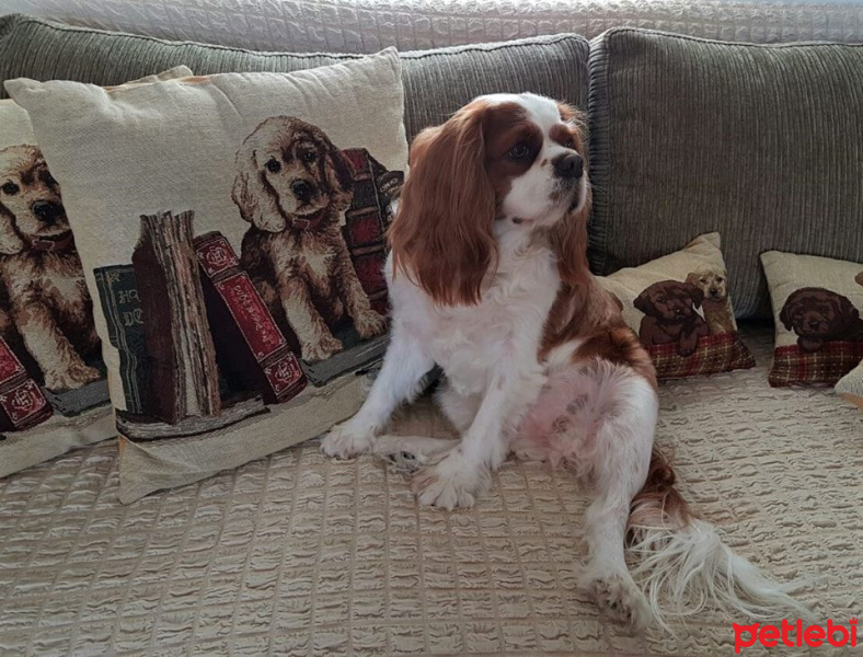 King Charles Spaniel, Köpek  Badem fotoğrafı