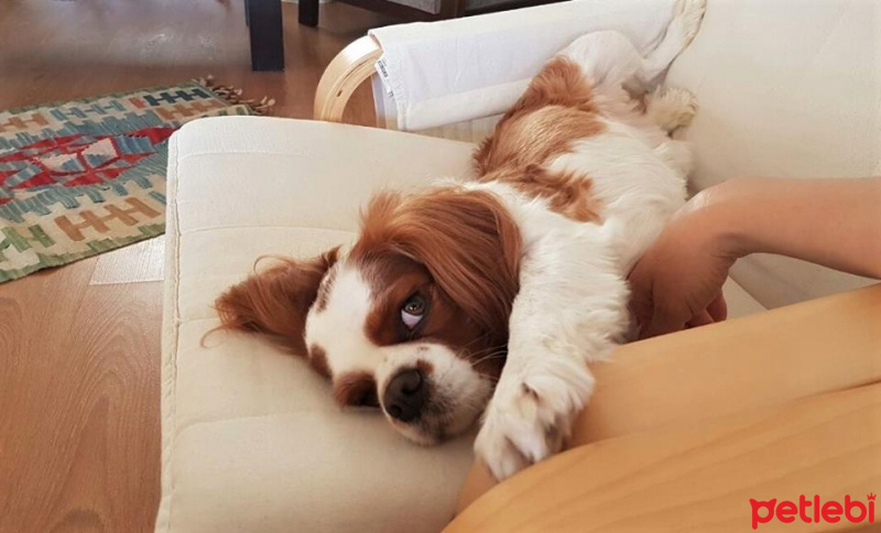 King Charles Spaniel, Köpek  Badem fotoğrafı