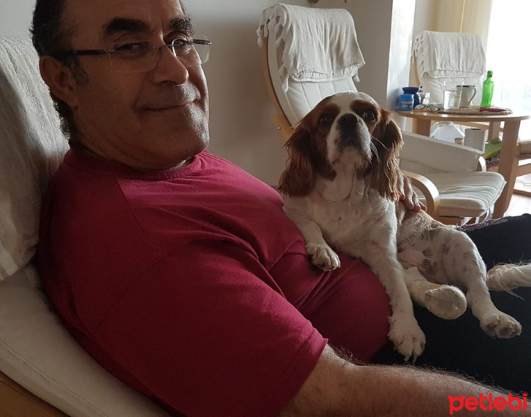 King Charles Spaniel, Köpek  Badem fotoğrafı