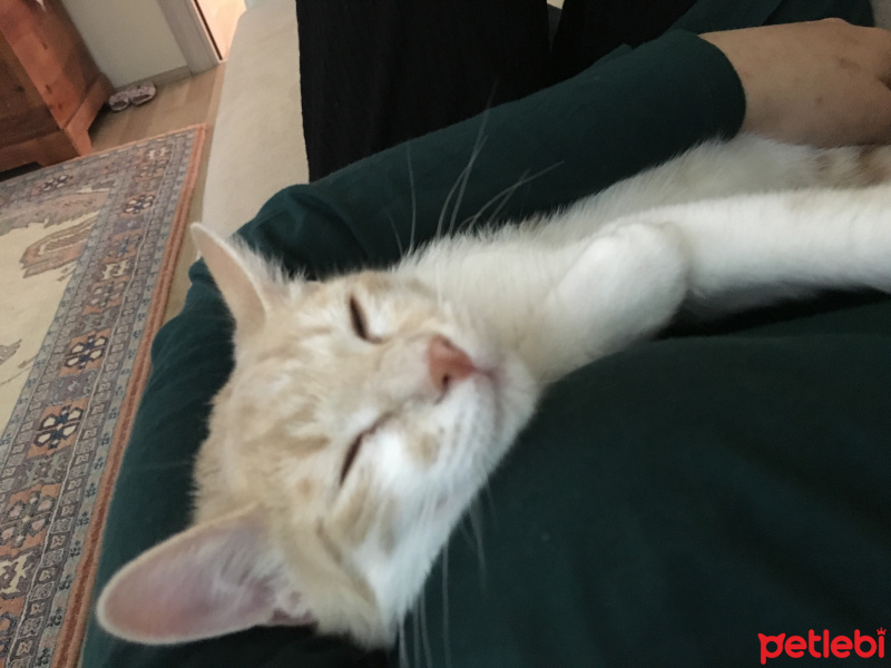 Tekir Kedi, Kedi  Paşa fotoğrafı