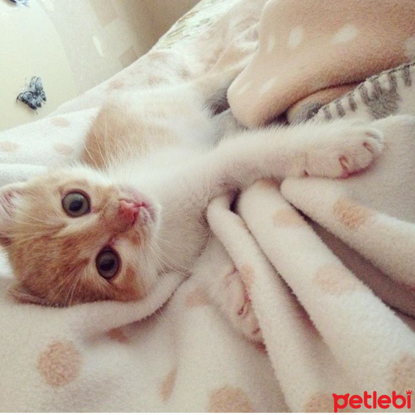 Tekir Kedi, Kedi  Paşa fotoğrafı