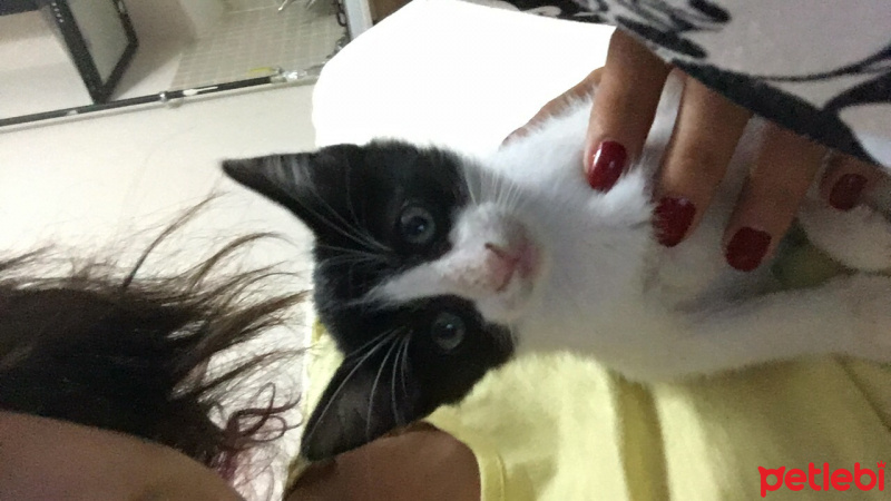 Tekir Kedi, Kedi  Şanslı fotoğrafı