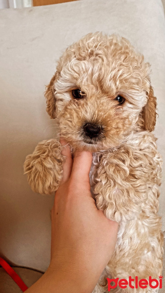 Poodle (Minyatür Kaniş), Köpek  Latte fotoğrafı