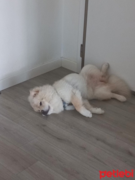 Chow Chow (çin Aslanı), Köpek  Pikalo fotoğrafı