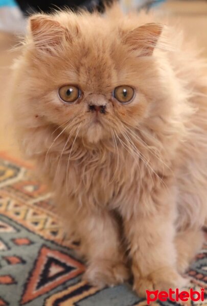 İran Kedisi (Persian), Kedi  Karamel fotoğrafı