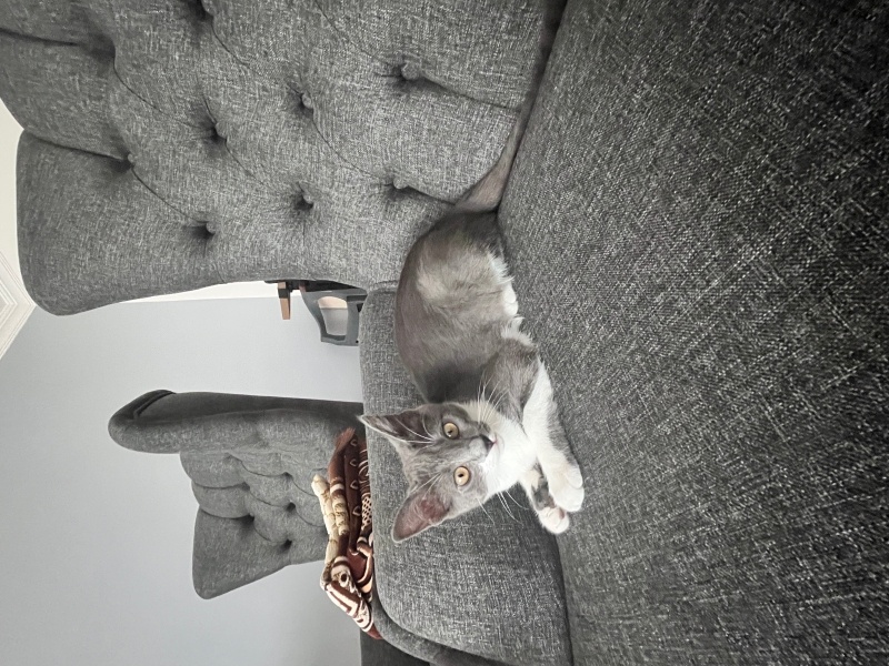 Ankara Kedisi, Kedi  Pırtı fotoğrafı