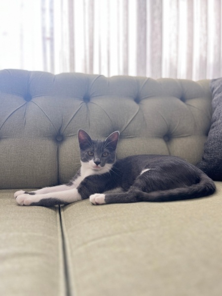 Ankara Kedisi, Kedi  Pırtı fotoğrafı